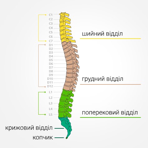 Відділи хребта