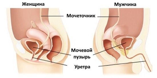 В каких случаях предполагается обследование уретры